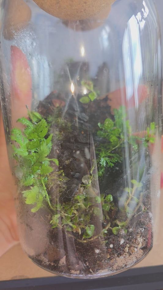 25oz terrarium