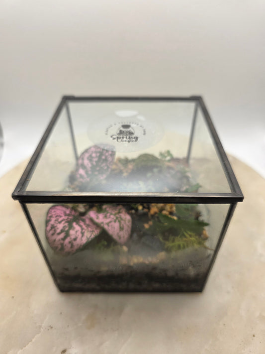 Rectangle Terrarium 4"