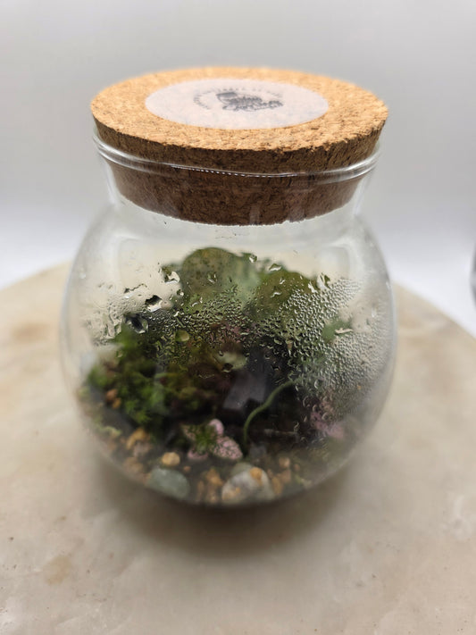 Round L terrarium