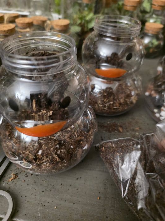 PET Terrarium