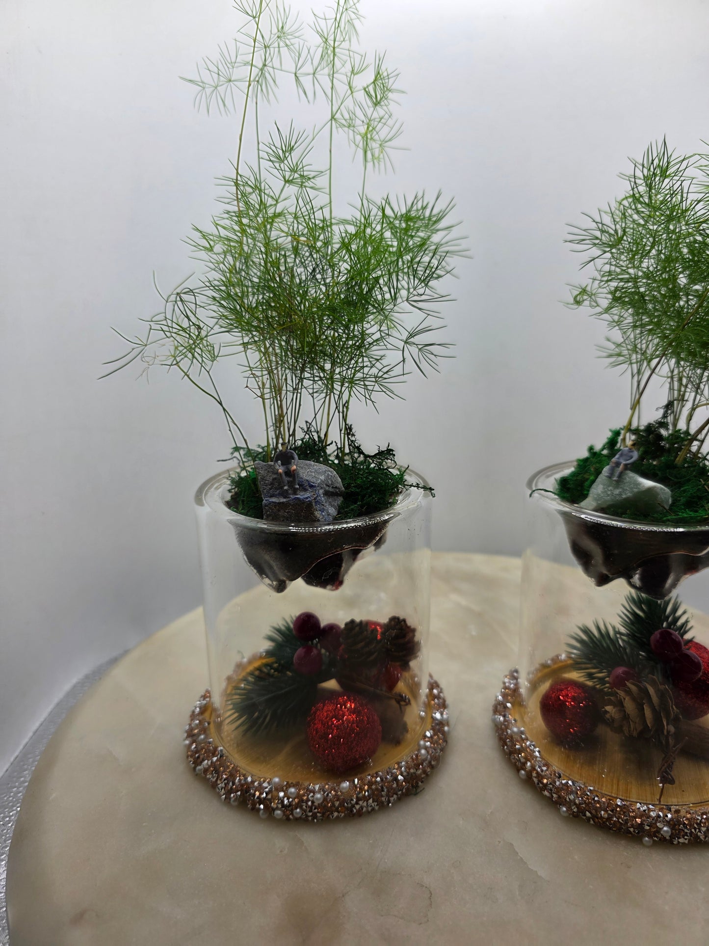 Christmas Asparagus Ming Fern