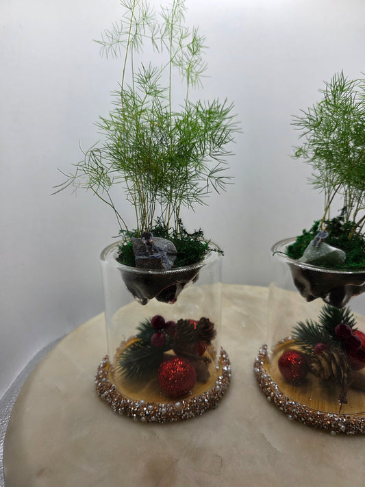 Christmas Asparagus Ming Fern
